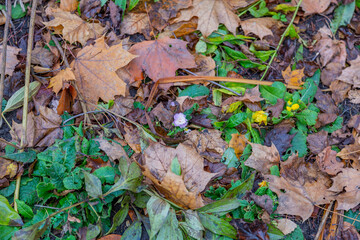 Bright fallen leaves of golden color on the autumn ground