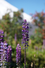 volcan osorno, chile, landscape, snow, spring, latinamerica