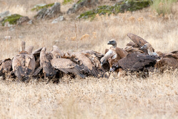 Vale Gier, Griffon Vulture, Gyps fulvus, Monniksgier, Cinereous Vulture, Aegypius monachus