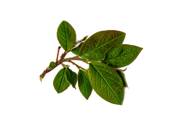 Fresh green leaves branch isolated on white background