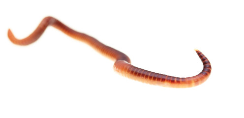 Earthworm on a white background.