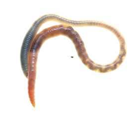 Earthworm on a white background.