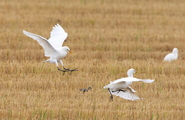 Koereiger, Cattle Egret, Bubulcus ibis