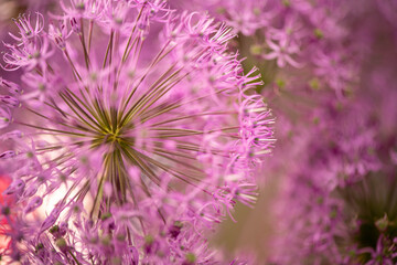 lilac ball Allium