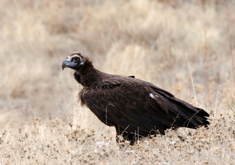 Monniksgier, Cinereous Vulture, Aegypius monachus