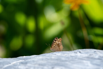 Small butterfly on rock in the garden.