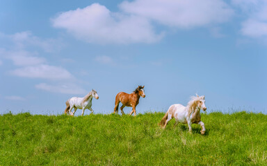 Fototapeta premium Cob horses grazing along the River Hull during summer.
