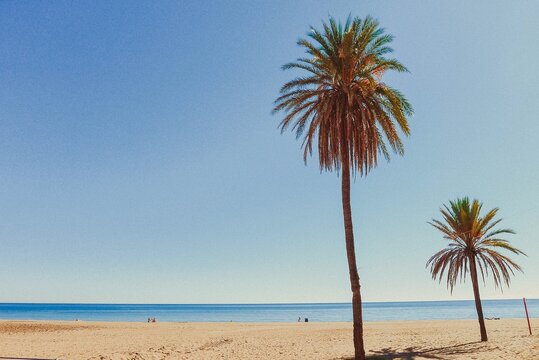 Palm Trees On Beach Against Clear Sky