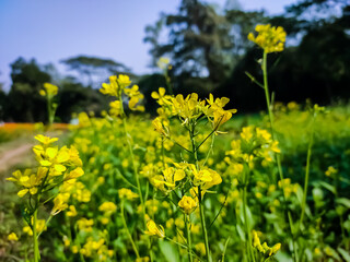 The mustard plant is a plant species in the genera Brassica and Sinapis in the family Brassicaceae. Mustard seed is used as a spice.
