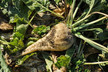 sugar beet in the field, beet plant when it is time to dismantle.