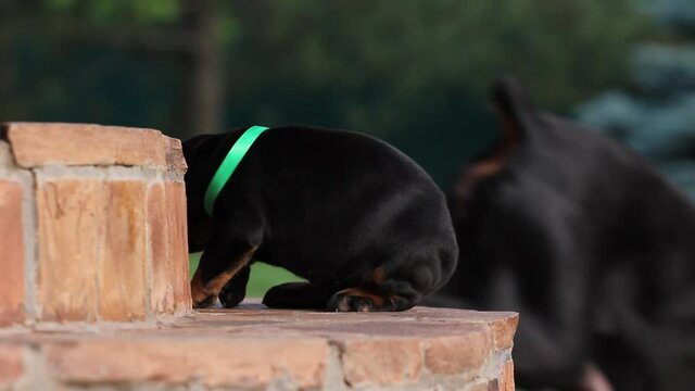 Dobermann puppy having rest on stears