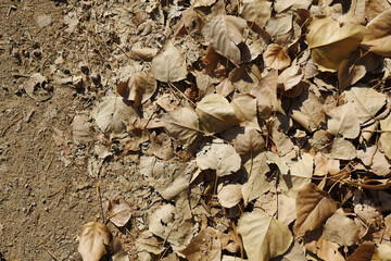 Trees and fallen leaves in autumn, autumn landscape, trees and leaves,