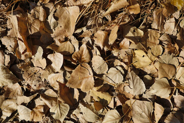 Trees and fallen leaves in autumn, autumn landscape, trees and leaves,