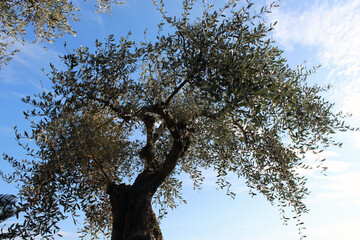 Abero di olivo stagliato contro il cielo