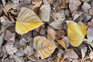 Trees and fallen leaves in autumn, autumn landscape, trees and leaves,