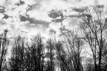 Cloudy sky in winter time through the trees, monochrome
