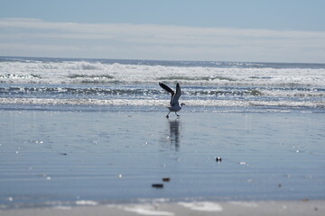 Fototapeta premium chiloè island, chile, island, village, sea, ocean, pacific ocean, church, cucao, muelle de las almas, latinamerica