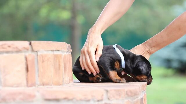 Dobermann puppy having rest on stears