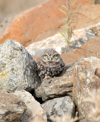 Steenuil,Little Owl, Athene noctua