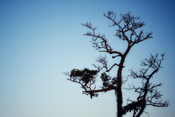 Dry  tree on the blue sky