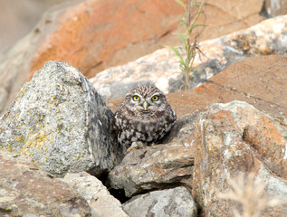 Steenuil,Little Owl, Athene noctua