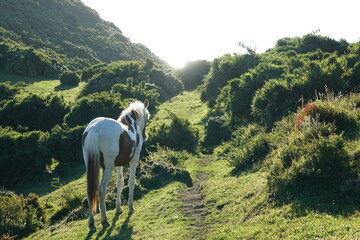 Naklejka premium chiloè island, chile, island, village, sea, ocean, pacific ocean, church, cucao, muelle de las almas, latinamerica, horse