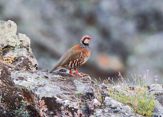 Rode Patrijs; Red-legged Partridge; Alectoris rufa