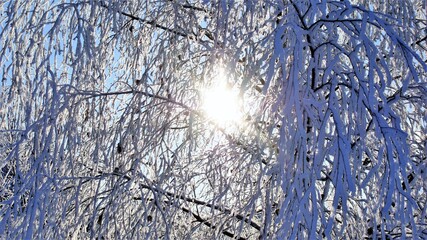 Snow-covered birch in frosty weather