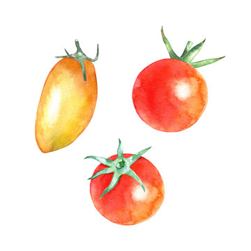 Small cherry tomatos. Watercolor organic food isolated on white. Hand drawn illustration of fresh vegetables. Culinary ingredients for packaging, logo, label design.