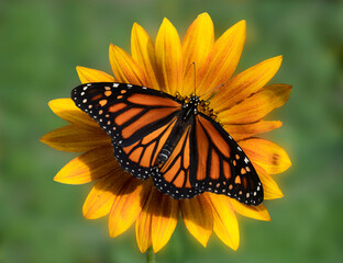 Monarch Butterfly on a Sunflower
