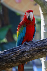 red macaw parrot bird in garden at thailand.