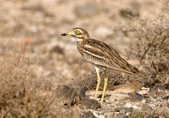 Eurasian Thick-knee, Griel, Burhinus oedicnemus