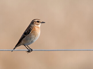 Fototapeta premium Paapje, Whinchat, Saxicola rubetra
