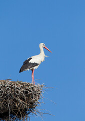 Ooievaar, White Stork, Ciconia ciconia