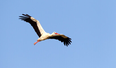 Ooievaar, White Stork, Ciconia ciconia