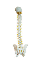 Plastic model of human spine and yellow spinal cord isolated on white background with clipping path.