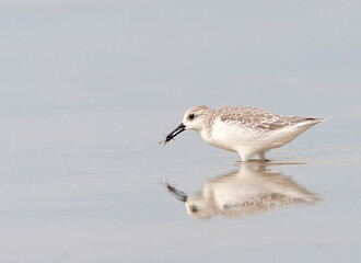 Sanderling, Calidris alba
