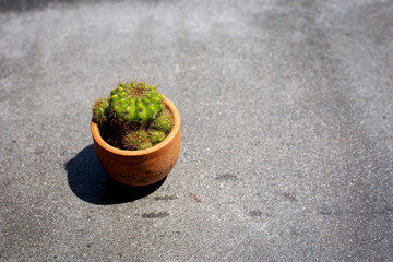 Small plant in pot cactus on table in garden top view