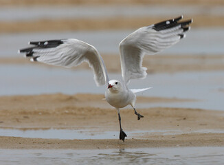 Audouins Meeuw, Audouins Gull, Larus audouinii
