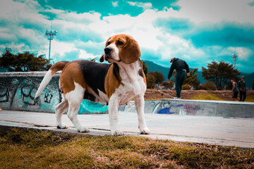Dog in Simón Bolívar park
