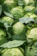 Fototapeta premium green cabbage in the garden