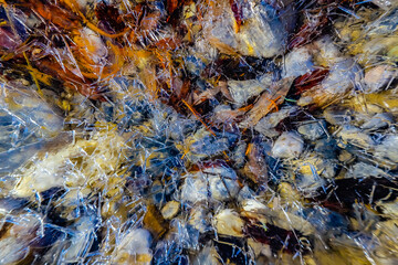 Running water under ice, Mosquito Creek.. Banff National Park.