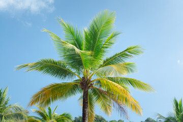 palm tree and blue sky