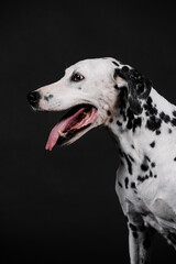 old dalmatian dog, without commas in the mouth on a black background