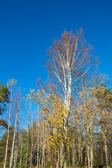 Birch in autumn on the shore of the River Vuoksa