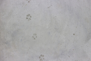 Dog footprints on white cement background