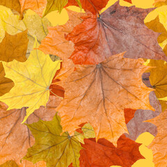 Naklejka na ściany i meble Fallen autumn leaves, seamless pattern for your background.