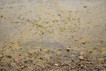 Background texture of wet sand and small pebbles