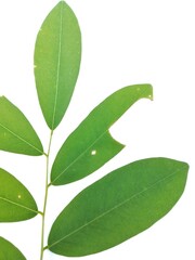 green leaves isolated on white background
