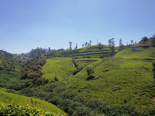 Obraz premium Tea plantation